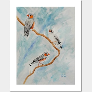 Zebra Finches - beautiful birds Posters and Art